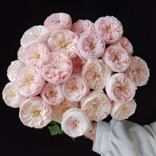 稀有多头丨A级 酷皮 10支 丨【单拍不发养护有难度】 商品图0