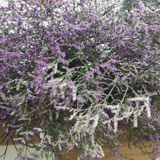 情人草1扎0.5KG 商品图2