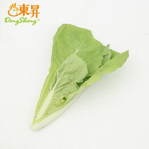 东升农场 有机杭白苗 250g 广州发货 新鲜蔬菜 商品图5