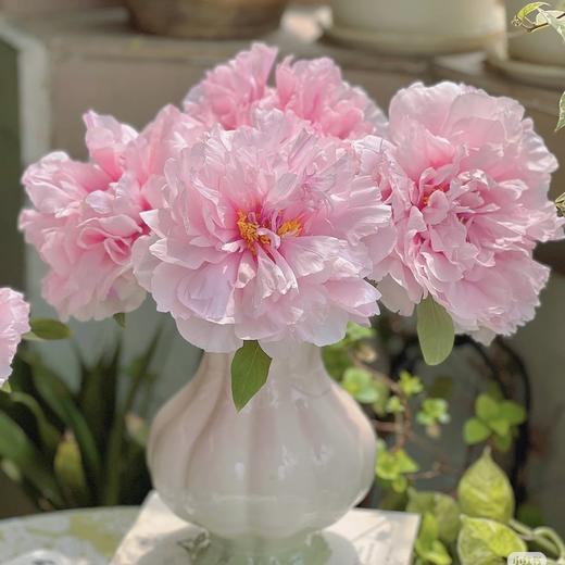 50枝 雪映桃花重瓣牡丹  | 新客福利 商品图1