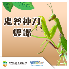 贵地博|鬼斧神刀—螳螂