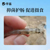 华畜全驱净桉树精油鱼虾蟹敌百虫水产养殖车轮指环净小瓜虫锚头鳋 商品缩略图5
