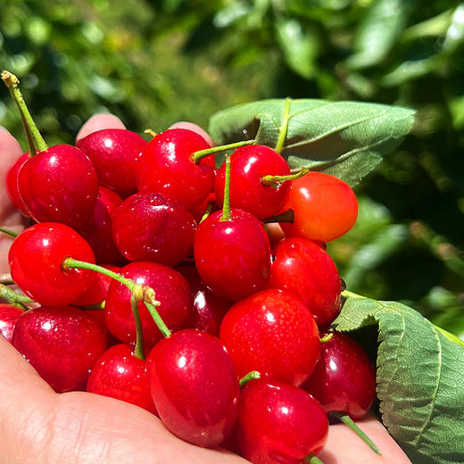 『米易玛瑙红小樱桃1号』肉质软嫩，柔糯多汁，高甜低酸，晶莹剔透，森林露天种植 商品图2