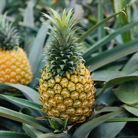 团购福利徐闻菠萝 香！甜！脆！汁水也是多到爆表基地直邮