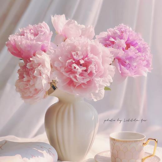 50枝 雪映桃花重瓣牡丹  | 新客福利 商品图0