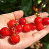 『米易玛瑙红小樱桃1号』肉质软嫩，柔糯多汁，高甜低酸，晶莹剔透，森林露天种植 商品缩略图6