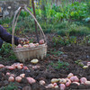 【云南红皮土豆】香甜粉糯 细嫩绵密不噎人 口感香甜 原生态种植 2种规格任选 商品缩略图5