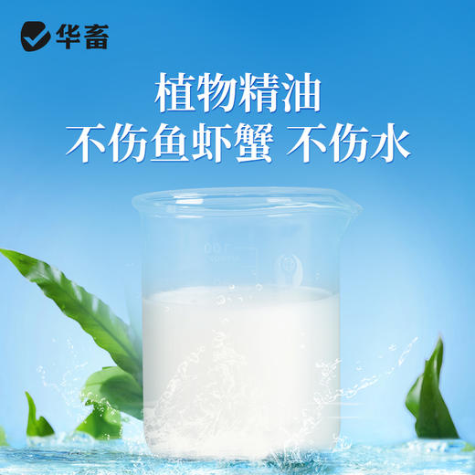 华畜全驱净桉树精油鱼虾蟹敌百虫水产养殖车轮指环净小瓜虫锚头鳋 商品图3