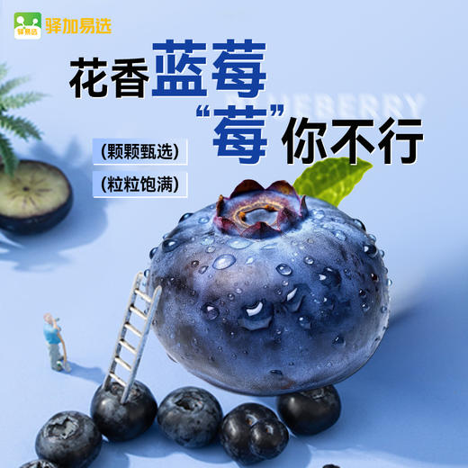【混知专属】云南花香蓝莓 酸甜可口 颗颗饱满 产地新鲜直发 顺丰特快 商品图0