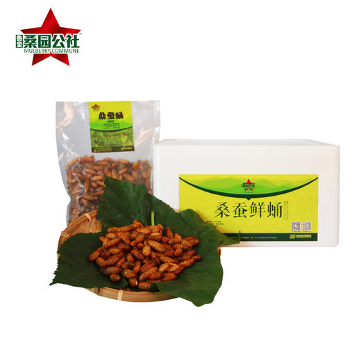 （大众报业推荐）莱芜精品桑蚕蛹 商品图1