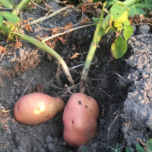 【云南红皮土豆】香甜粉糯 细嫩绵密不噎人 口感香甜 原生态种植 2种规格任选 商品图4