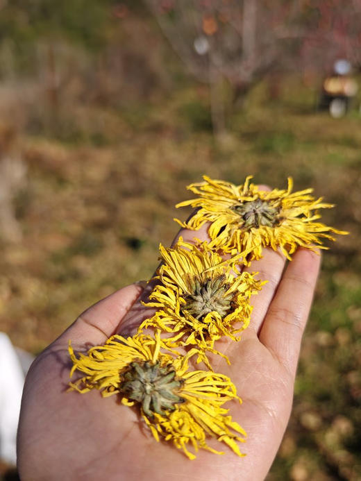 【生态有机皇菊】 金丝菊  清热明目养肝 商品图3