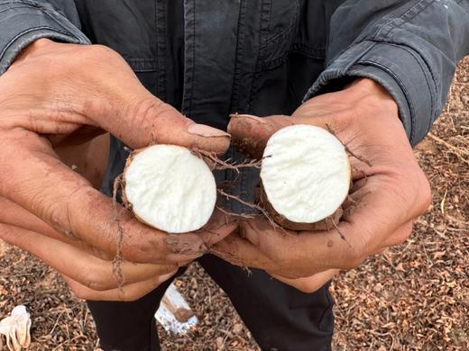 八不用|温县生态铁棍山药|基地直发 商品图1