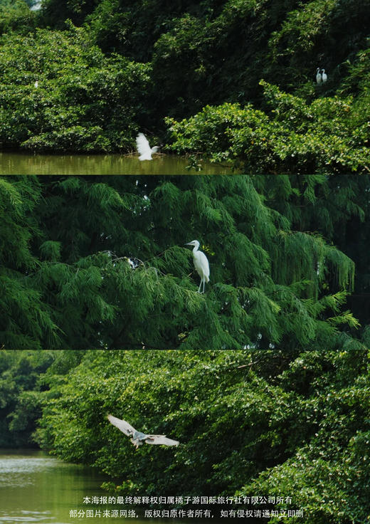 【新会】小鸟天堂+华侨博物馆 纯玩一日游 商品图1