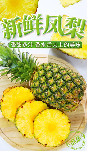 海南金钻凤梨应季新鲜水果手撕金钻凤梨热带特产非菠萝