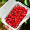 『米易玛瑙红小樱桃1号』肉质软嫩，柔糯多汁，高甜低酸，晶莹剔透，森林露天种植 商品缩略图1