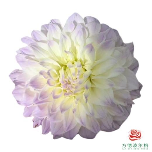 大丽花-我是谁 商品图0