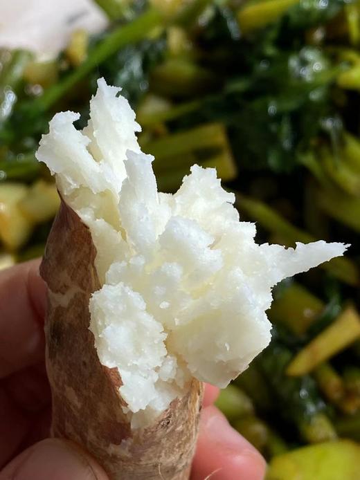 八不用|温县生态铁棍山药|基地直发 商品图2