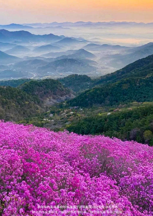 【伊春之春 杜鹃似火】黑龙江双飞六日游 商品图2