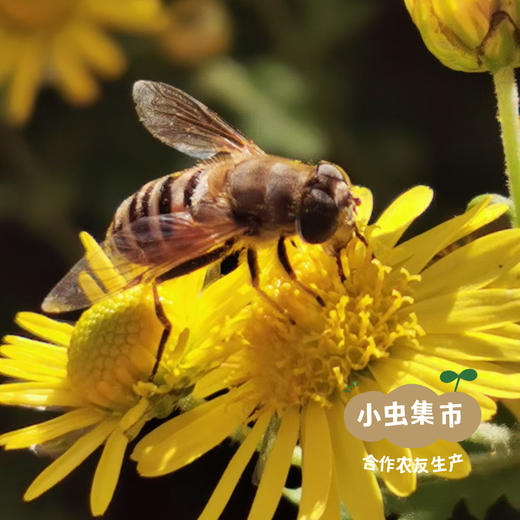 瑶山野菊花 50g/袋 | 合作农友生产，来自广东连南瑶族自治县，生产者：张运东 ＆【公平贸易农人定价】 商品图9