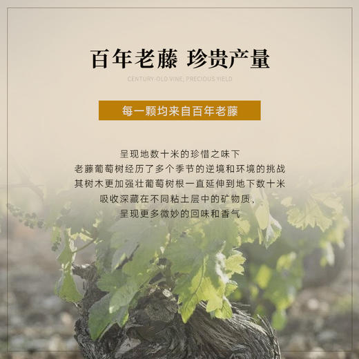 【夏布利一级园】查维勃艮第一级园干白 荣获四大金奖 12月橡木桶陈酿 百年藤木酿造 法国进口 13.5%vol 商品图7