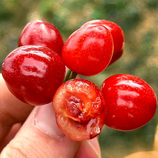 『米易玛瑙红小樱桃1号』肉质软嫩，柔糯多汁，高甜低酸，晶莹剔透，森林露天种植 商品图4