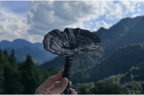 早上喝杯它，“百补之王”，降压！控糖！提高10倍免疫！！大病都怕它！