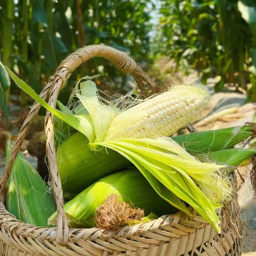 四川攀枝花牛奶玉米 净重5-8斤装 高山露天生长 生态种植 甜糯可口 生熟两吃 商品图9