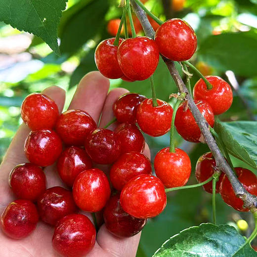 『米易玛瑙红小樱桃1号』肉质软嫩，柔糯多汁，高甜低酸，晶莹剔透，森林露天种植 商品图8