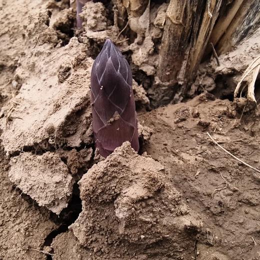 合作产品/  生态露天绿芦笋（下单后3-6天排单发货） 商品图7