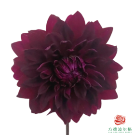 大丽花-裂缝之城