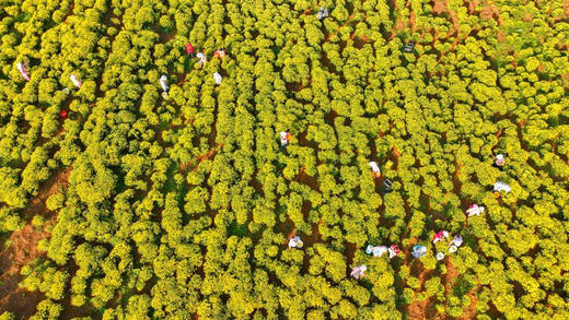 【生态有机皇菊】 金丝菊  清热明目养肝 商品图5