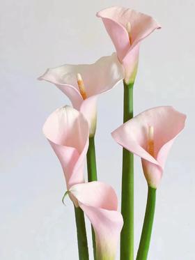 精品马蹄莲切花火烈鸟