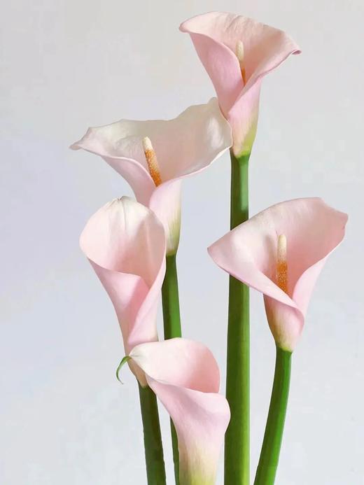 精品马蹄莲切花火烈鸟 商品图0