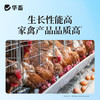 华畜复合益生菌兽用猪牛羊鸡鸭鹅健胃促长减少氨气益生菌调理肠道 商品缩略图3