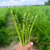 合作产品/  生态露天绿芦笋（下单后3-6天排单发货） 商品缩略图0