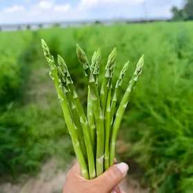 合作产品/  生态露天绿芦笋