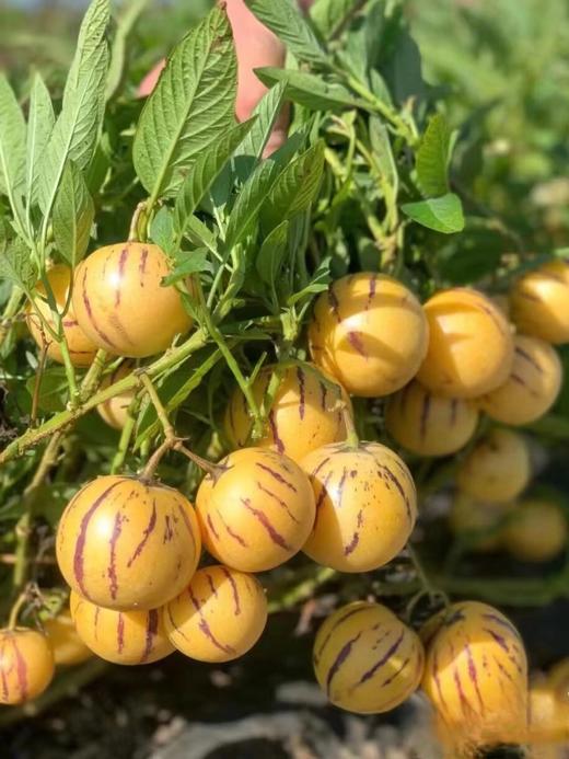 云南树上熟人参果 肉黄、水分爆汁、清甜低糖 整箱3.5斤左右 商品图3