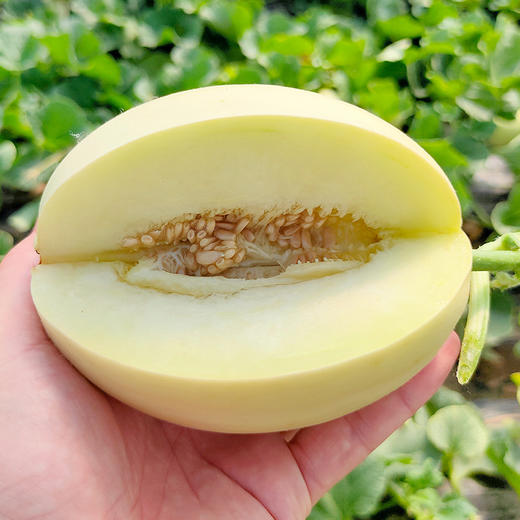 『陕西阎良甜瓜』肉质鲜嫩 香甜多汁 商品图5