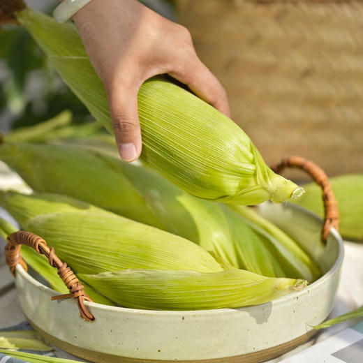 四川攀枝花牛奶玉米 净重5-8斤装 高山露天生长 生态种植 甜糯可口 生熟两吃 商品图5