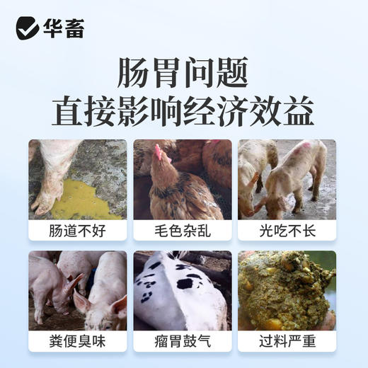 华畜复合益生菌兽用猪牛羊鸡鸭鹅健胃促长减少氨气益生菌调理肠道 商品图2