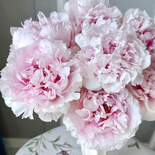 50枝 雪映桃花重瓣牡丹  | 新客福利 商品图2