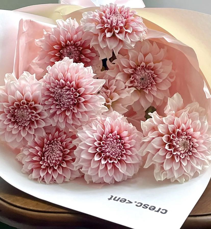 国产大丽花-【粉桃子】月琪