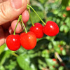 『米易玛瑙红小樱桃1号』肉质软嫩，柔糯多汁，高甜低酸，晶莹剔透，森林露天种植 商品缩略图3
