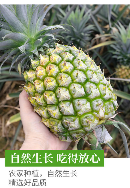 海南金钻凤梨应季新鲜水果手撕金钻凤梨热带特产非菠萝 商品图7