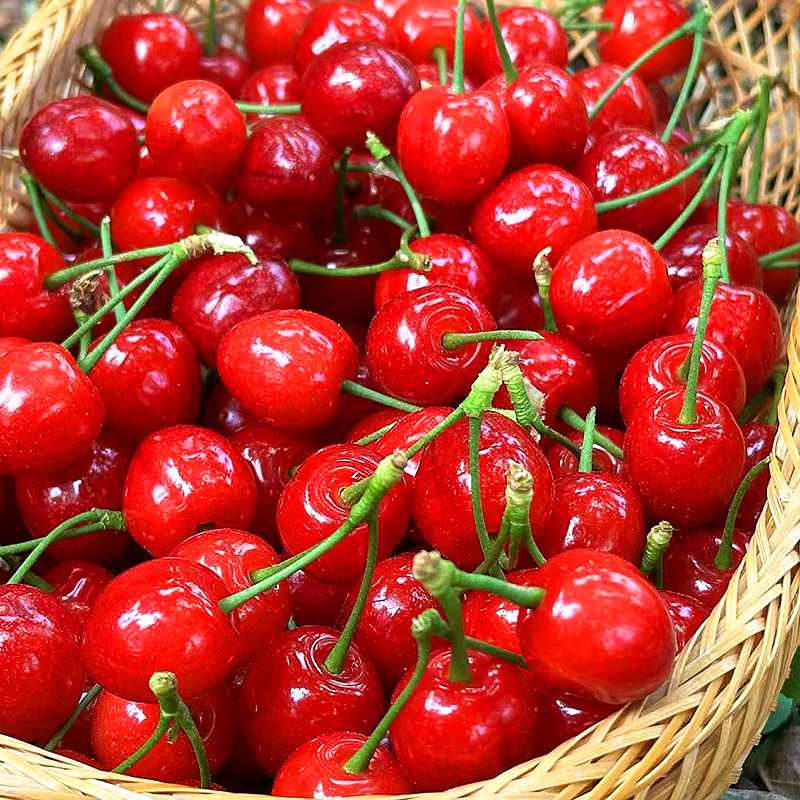 『米易玛瑙红小樱桃1号』肉质软嫩，柔糯多汁，高甜低酸，晶莹剔透，森林露天种植