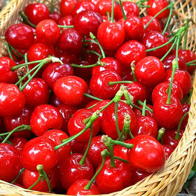 『米易玛瑙红小樱桃1号』肉质软嫩，柔糯多汁，高甜低酸，晶莹剔透，森林露天种植