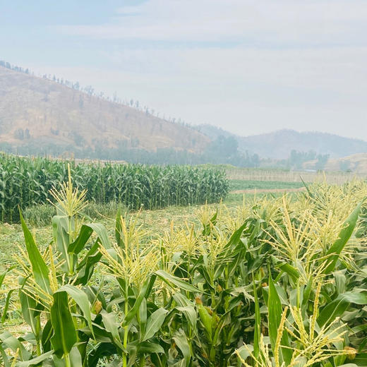 四川攀枝花牛奶玉米 净重5-8斤装 高山露天生长 生态种植 甜糯可口 生熟两吃 商品图12