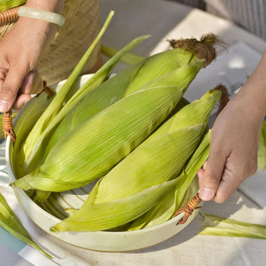 四川攀枝花牛奶玉米 净重5-8斤装 高山露天生长 生态种植 甜糯可口 生熟两吃 商品图6