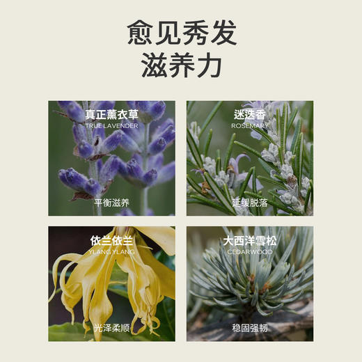 Aroma Promise雪松护发精华油28ml 商品图1